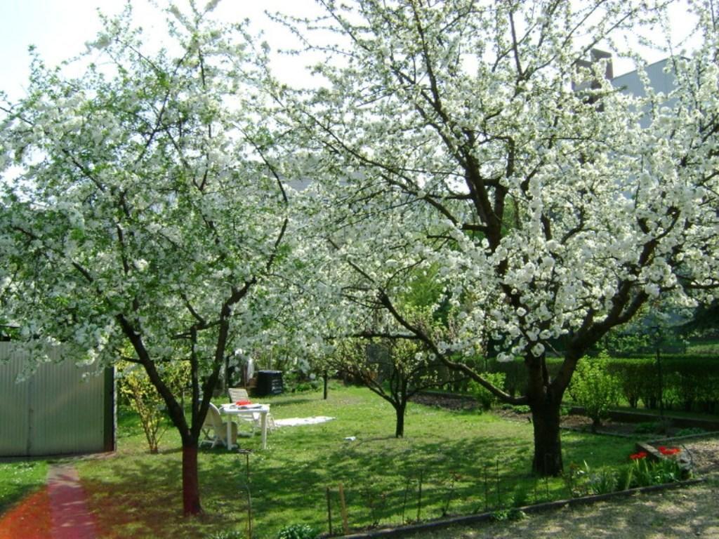 Haus In Mit Garten Budapeszt